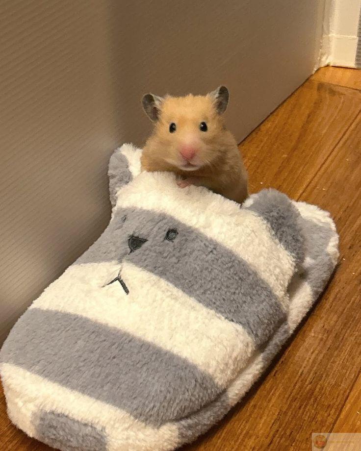 Một loạt hình hài hước từ hamster mang lại nhiều tiếng cười vui vẻ