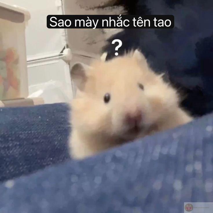 Những bức ảnh hamster đáng yêu mang lại cảm giác gần gũi và vui vẻ