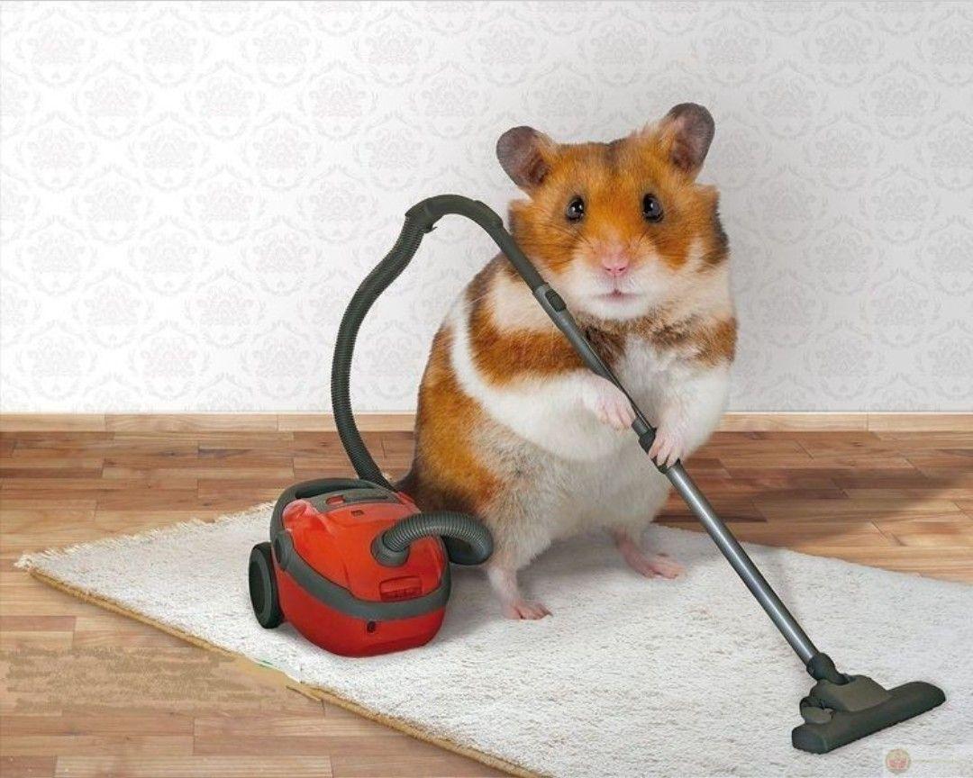 Một chú hamster nhỏ xíu cũng đủ khiến cả group chat cười nghiêng ngả