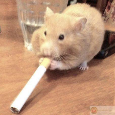 Một chú hamster nhỏ bé tạo nên tiếng cười lớn trong cộng đồng mạng