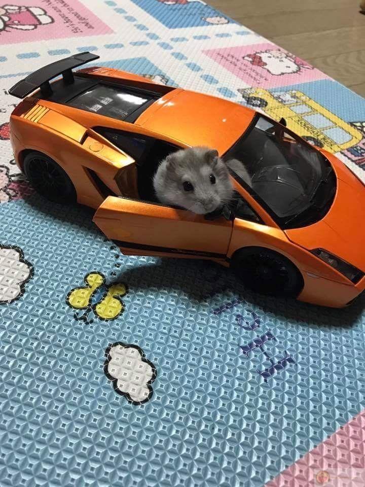 Một chú hamster nhỏ bé nhưng lại có sức hút cực kỳ lớn