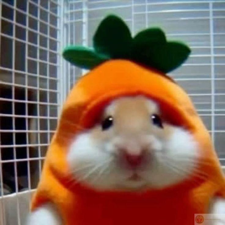 Một chú hamster hài hước khiến ai cũng phải bật cười ngay lập tức