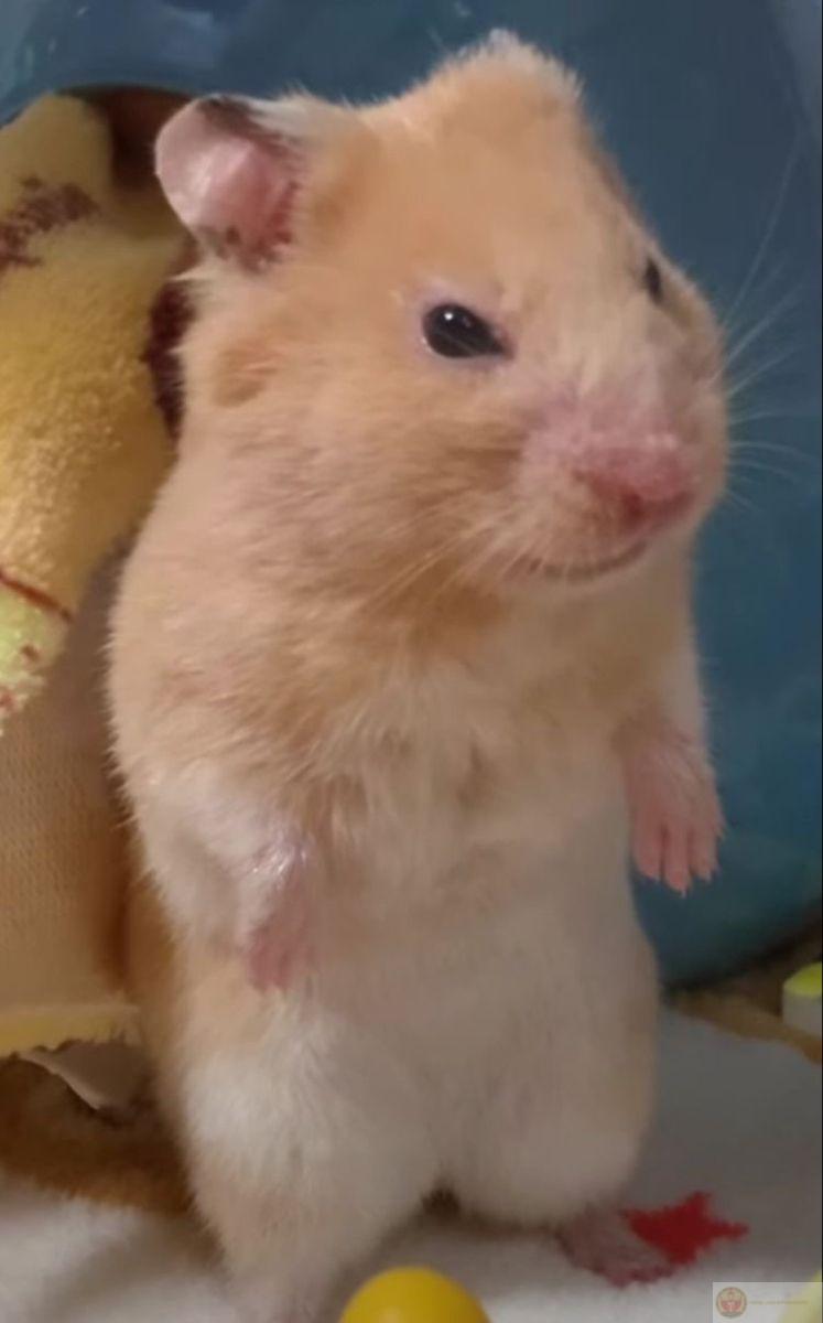 Một chú hamster hài hước đã trở thành hiện tượng trong thế giới chế