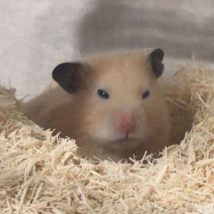 Một chú hamster đáng yêu luôn chiếm trọn tình cảm từ cộng đồng fan