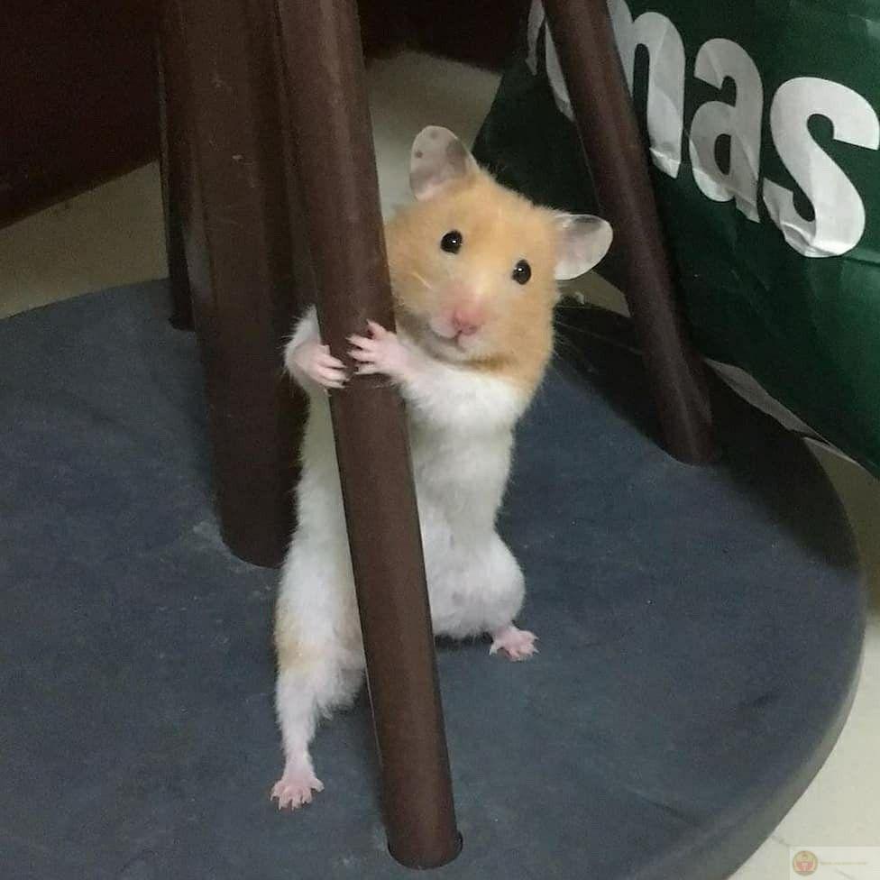 Một chú hamster cute giúp cuộc trò chuyện thêm nhiều tiếng cười