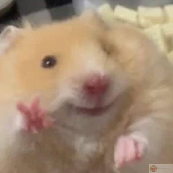 Một chú hamster cute đã trở thành tâm điểm chú ý trong cộng đồng