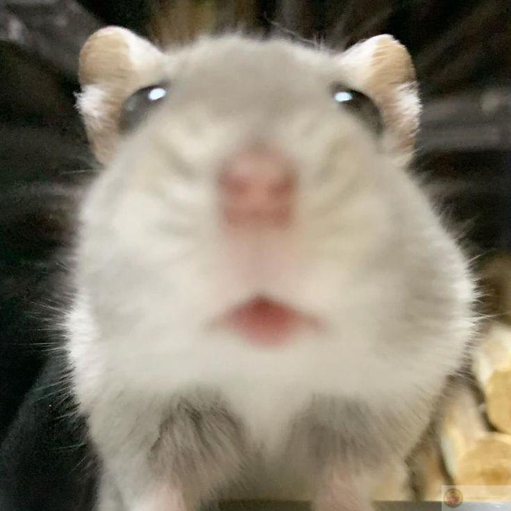 Một chú hamster cute cũng đủ khiến cả cộng đồng mạng bàn tán xôn xao