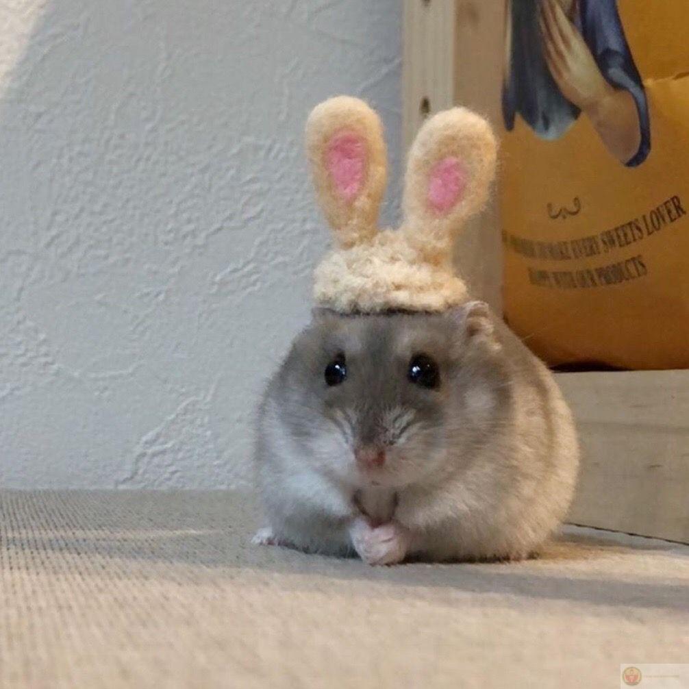 Một chú hamster cute cũng đủ để khiến dân mạng bàn tán không ngớt