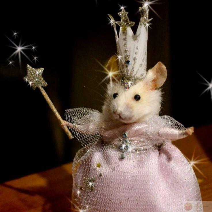 Một chú hamster bé nhỏ lại trở thành hiện tượng ảnh chế đình đám