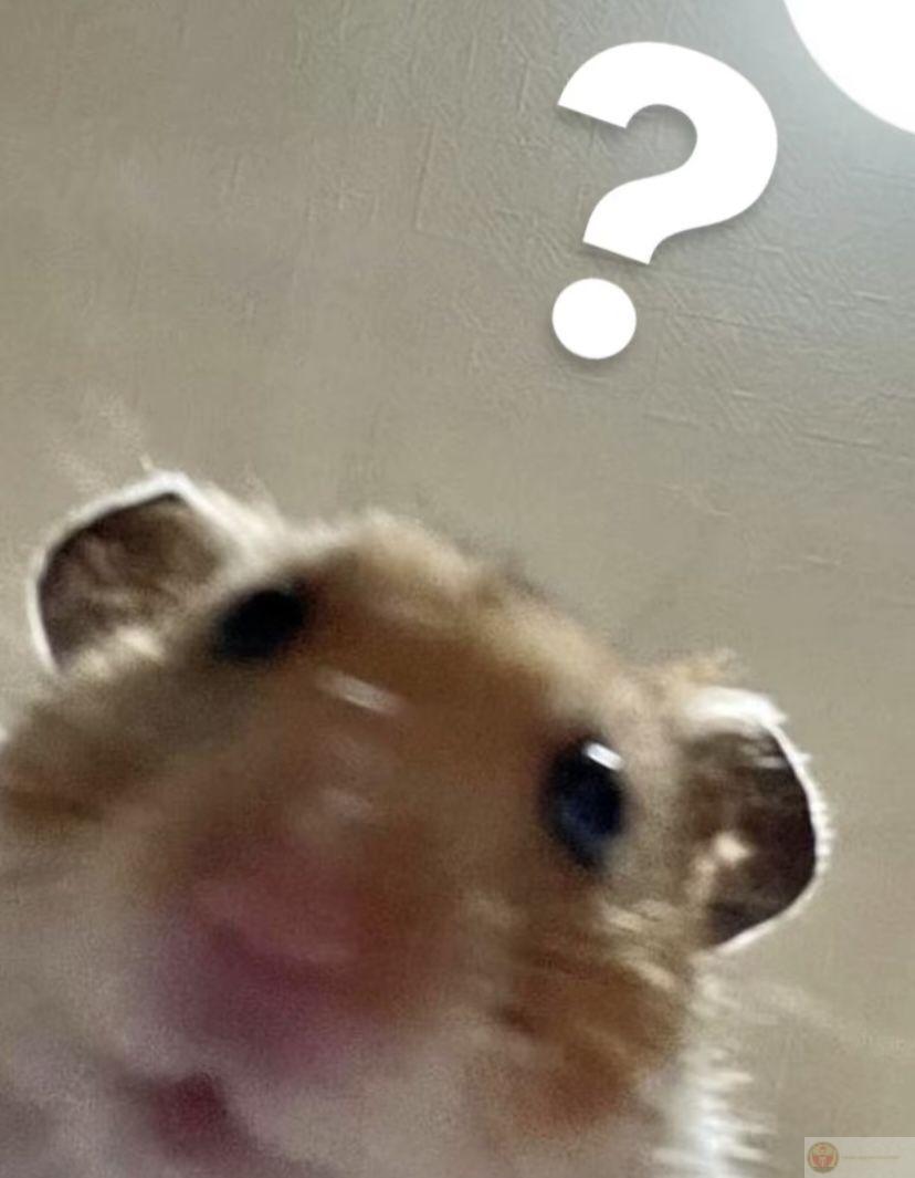 Một chú chuột nhỏ trong ảnh chế đã tạo nên cơn sốt cộng đồng