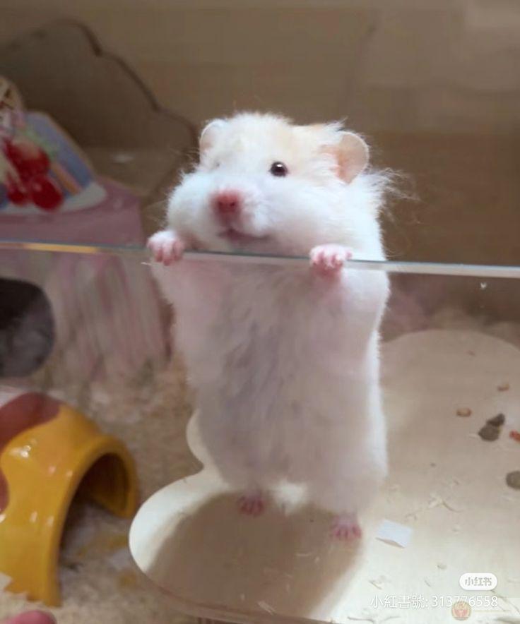 Một chú chuột nhỏ lại có thể trở thành ngôi sao trong giới chế