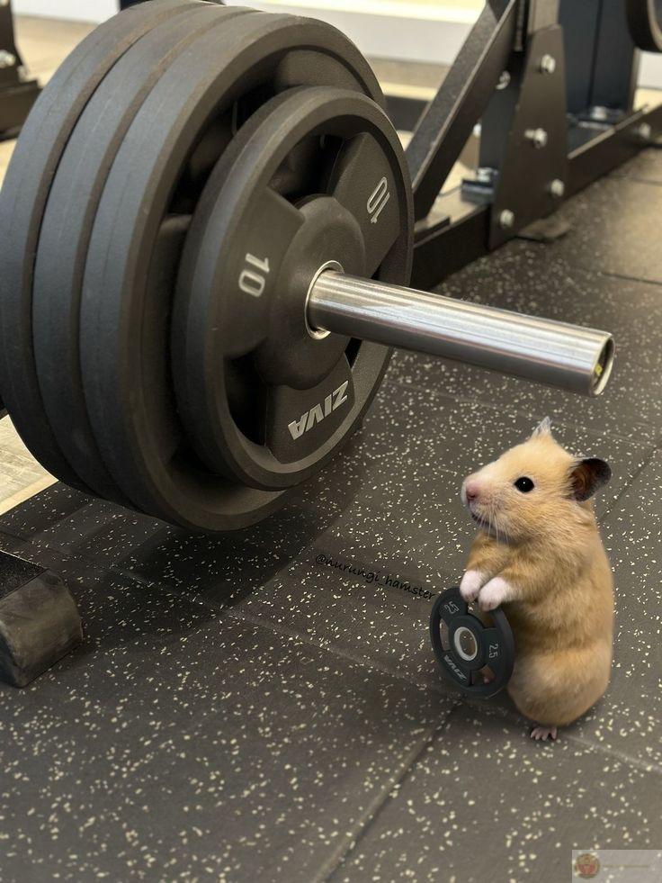 Một chú chuột nhỏ hài hước cũng đủ làm cả cộng đồng bật cười