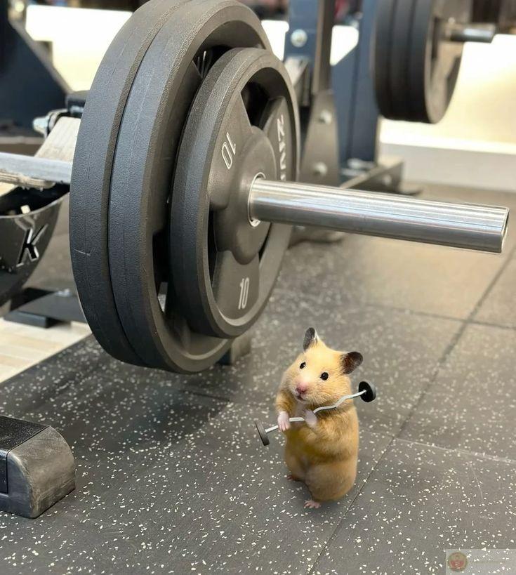 Một chú chuột nhỏ đã biến thành nhân vật chế cực kỳ nổi bật