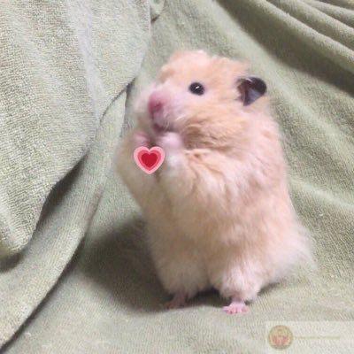 Một chú chuột nhỏ cute tạo nên những giây phút vui vẻ khó quên