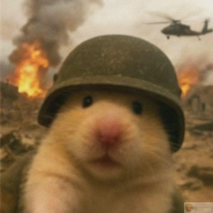 Một chú chuột nhỏ bé cũng có thể tạo ra loạt ảnh chế siêu vui