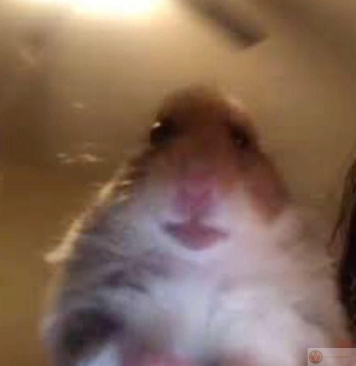 Một bức ảnh hài hước này có thể khiến cả nhóm bạn cười nghiêng ngả