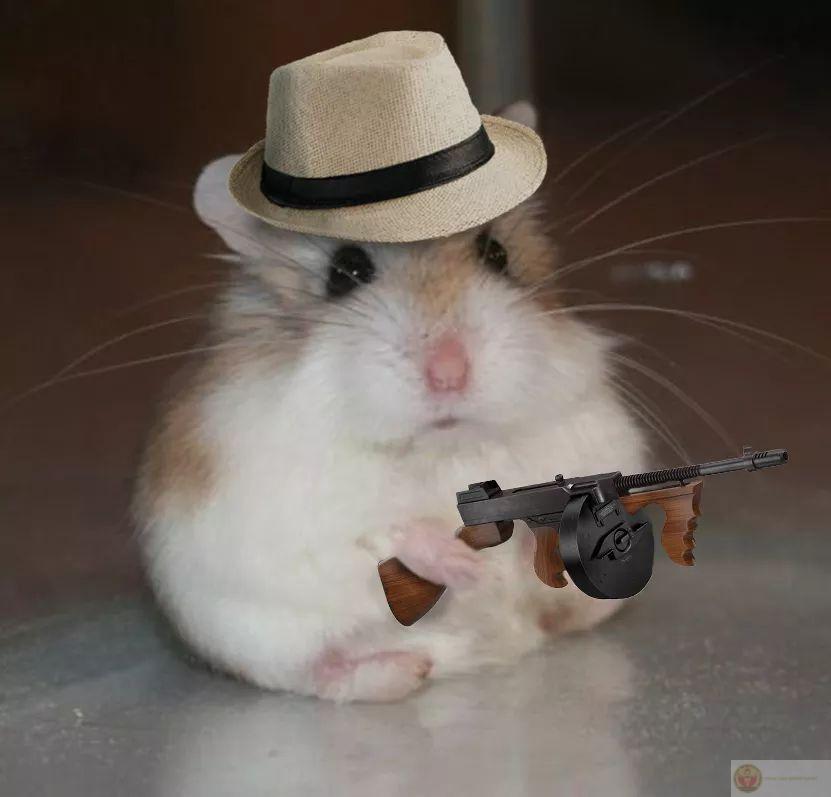 Một bức ảnh đáng yêu từ hamster đã trở thành chủ đề hot trong ngày