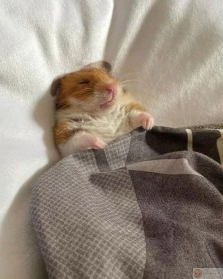 Một bức ảnh chuột nhỏ đáng yêu cũng đủ tạo trend trên toàn mạng