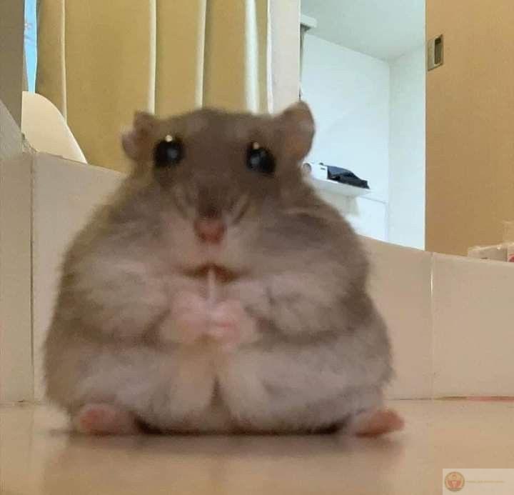 Một bức ảnh chuột đáng yêu dễ dàng làm không khí trò chuyện sôi động