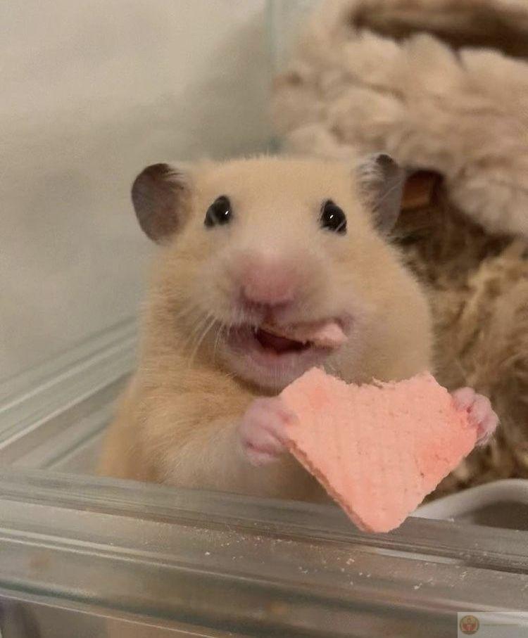 Một bức ảnh chế chuột nhỏ đã lan truyền cực nhanh trên mạng xã hội