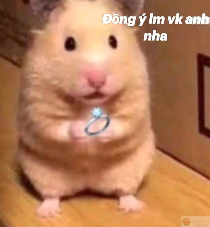 Một bộ sưu tập hamster dễ thương luôn khiến người xem thích mê