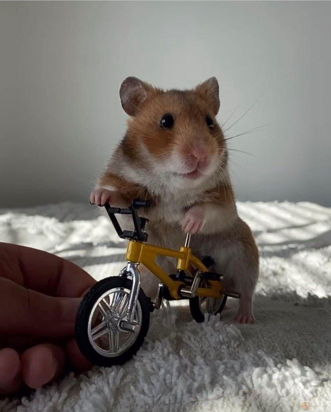 Một bộ sưu tập hamster đáng yêu chắc chắn sẽ làm fan thích mê