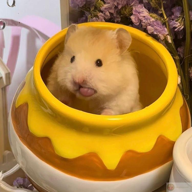 Một bộ sưu tập ảnh chế hamster giúp không khí trò chuyện thêm rộn rã