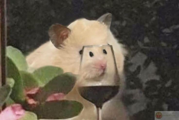 Một bộ ảnh hài hước giúp cộng đồng mạng có thêm khoảnh khắc vui vẻ