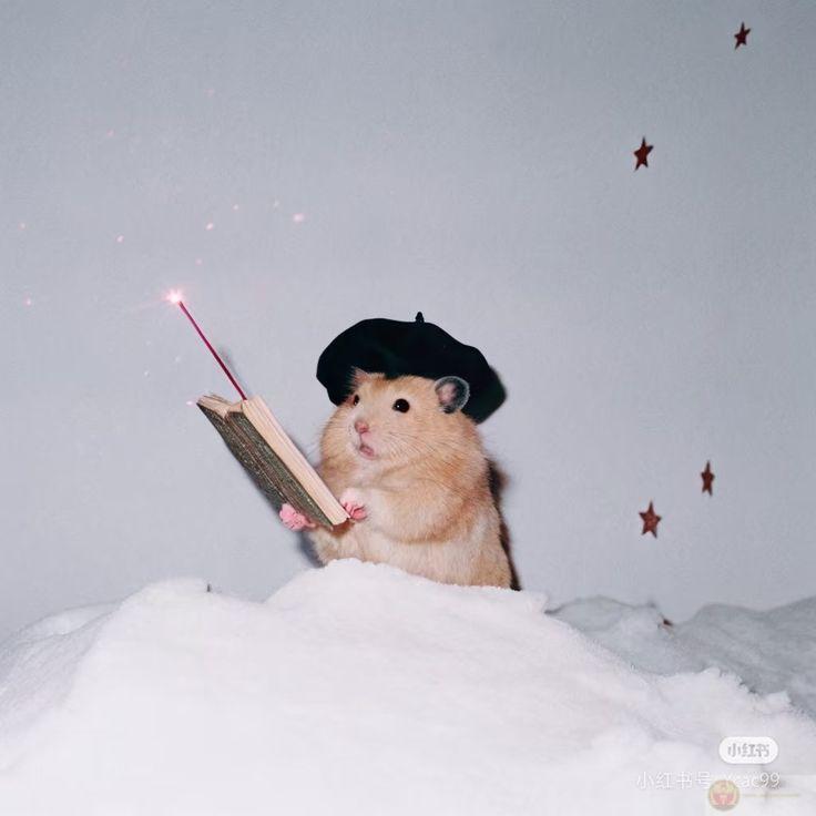 Một bộ ảnh đáng yêu này chắc chắn sẽ khiến bạn cười vui cả ngày