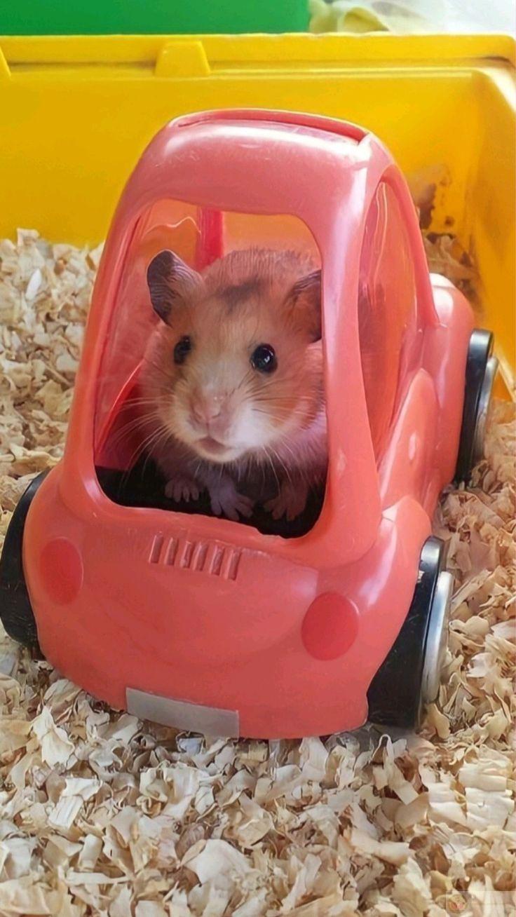 Hình ảnh vui nhộn này giúp cuộc trò chuyện thêm nhiều năng lượng