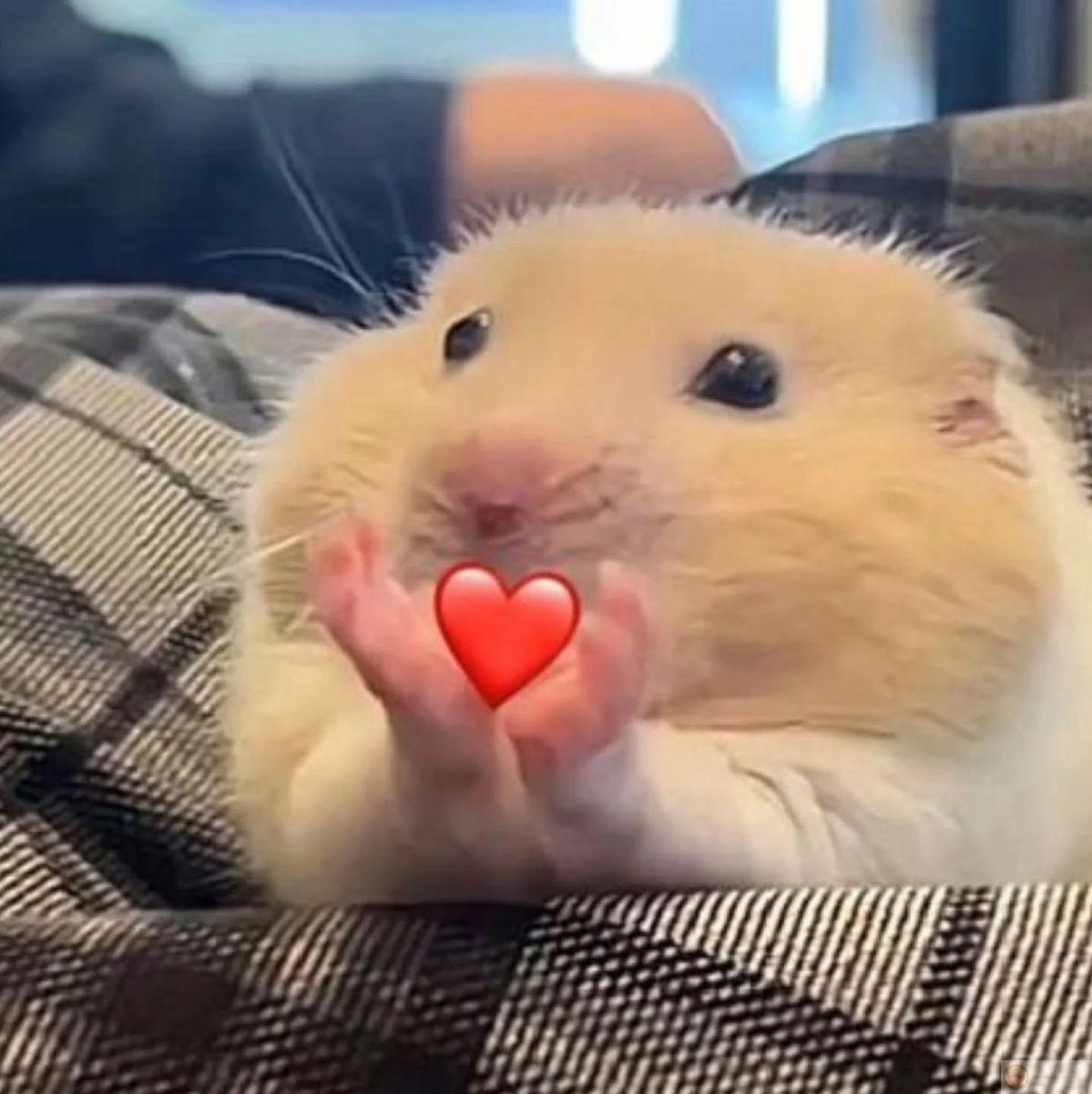 Hình ảnh hamster nhỏ bé luôn tạo nên sự dễ thương đặc biệt