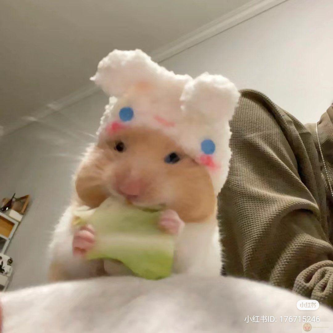 Những bức ảnh chuột nhỏ luôn tạo nên sự hài hước nhẹ nhàng thú vị