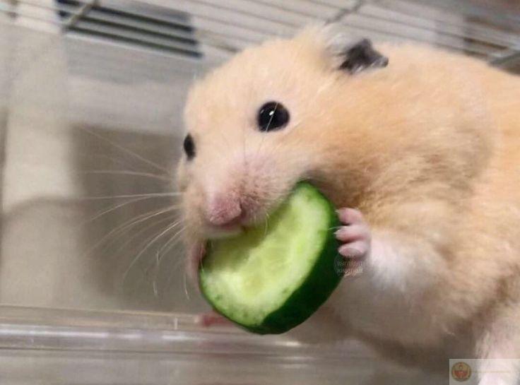Hamster meme buồn cười, ảnh chế cute khiến bạn tan chảy