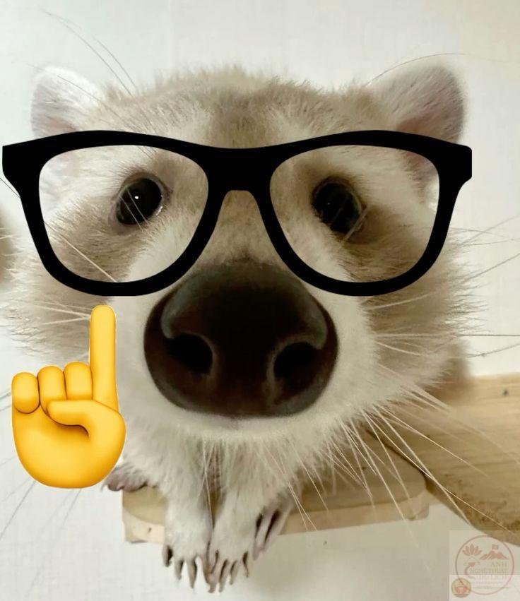 Hình chế nerd thường được gắn vào các tình huống tréo ngoe để tăng phần châm biếm