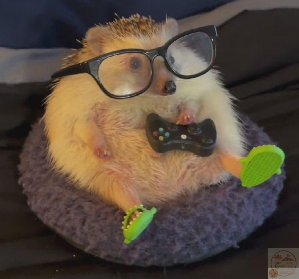 Meme mọt sách tạo tiếng cười dí dỏm trong các cuộc tranh luận gay gắt trên mạng