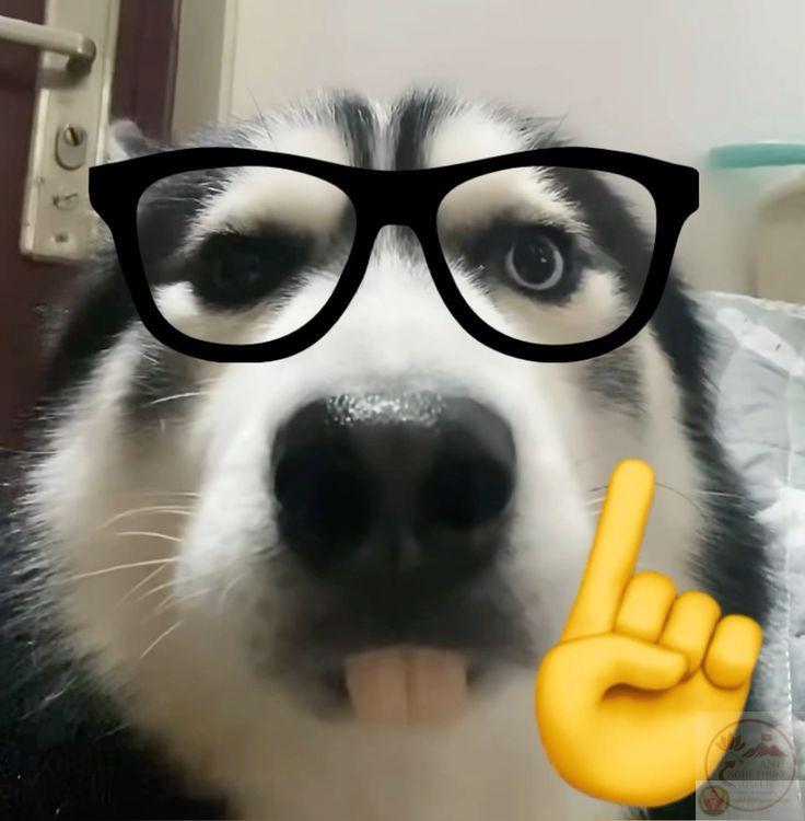 Một ảnh chế mọt sách khiến khán giả nhớ về những ngày còn ngồi trên ghế nhà trường