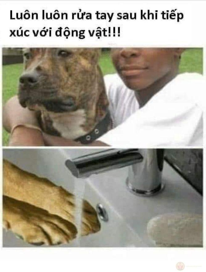 ảnh chế dak meme