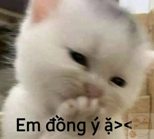 Ánh mắt sáng bừng như thể hiện sự chấp nhận dễ thương trong bức ảnh chế hài hước