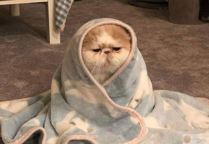 Meme dỗi khoanh tay