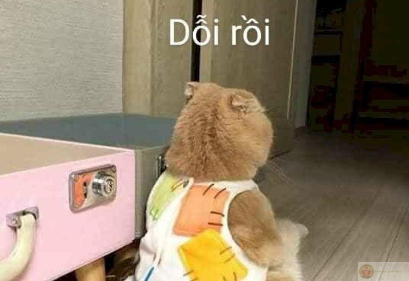 Dỗi nhẹ thôi chứ không ai dỗ cũng được