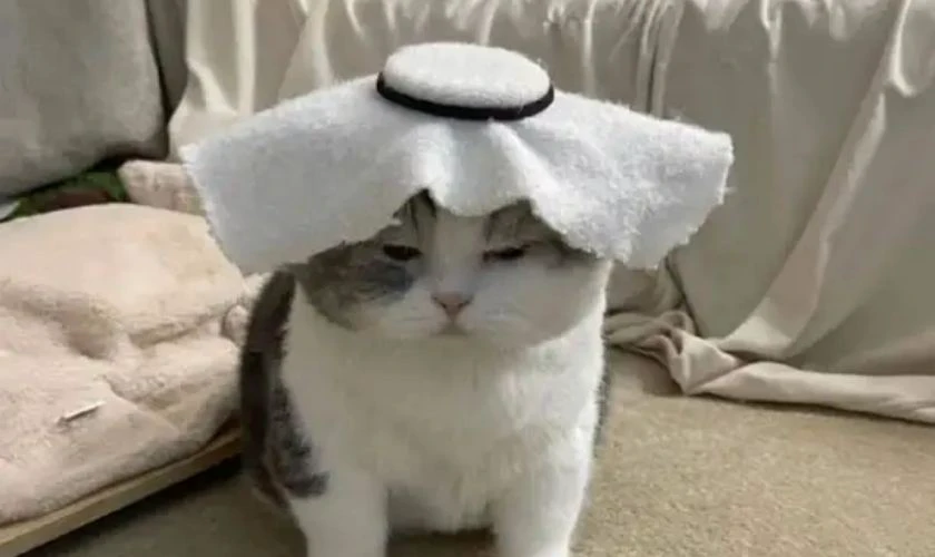 Hình biểu cảm vô tri, ngơ ngác nhất