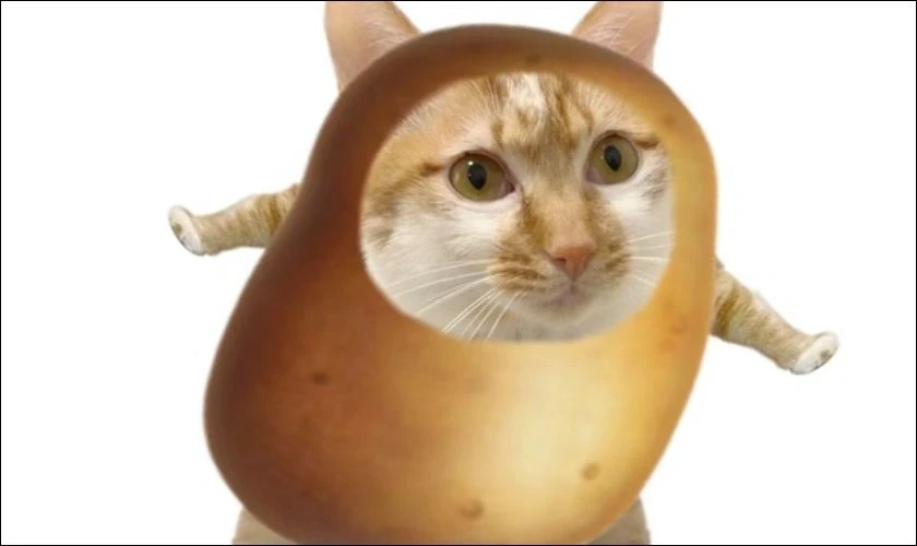 Hình biểu cảm vô tri, ngơ ngác, hài hước nhất 2025