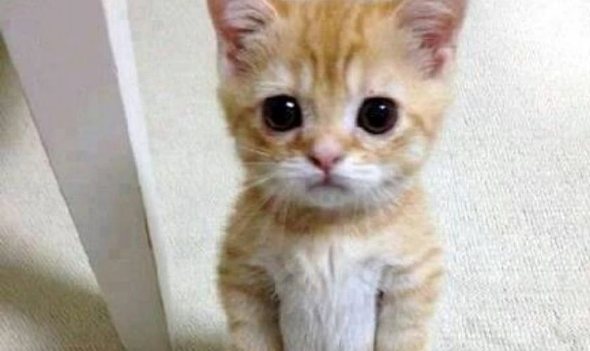 Hình biểu cảm vô tri, ngơ ngác, hài hước nhất