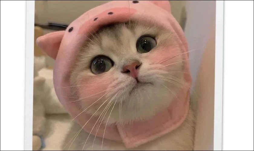 Ảnh meme cute, dễ thương
