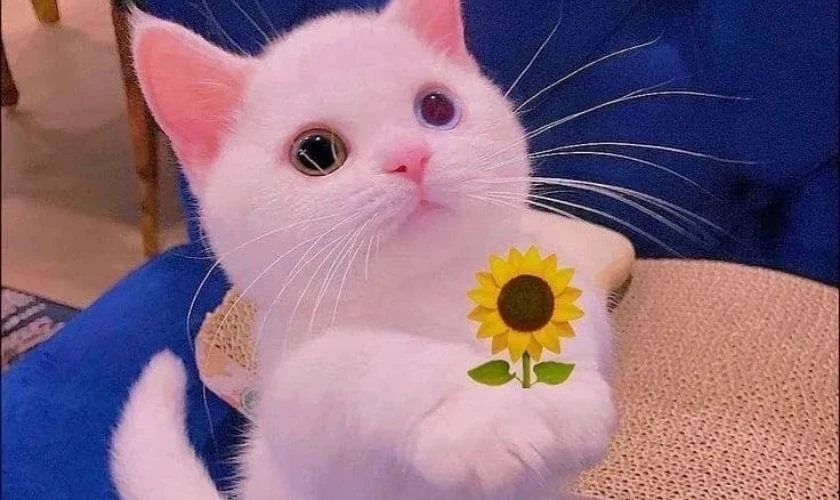 Ảnh meme dễ thương, đáng yêu 2025