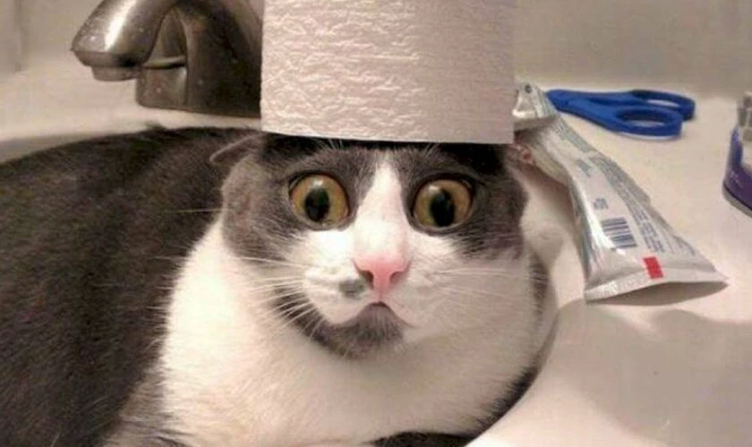 Ảnh avatar meme Full HD, miễn phí 2025