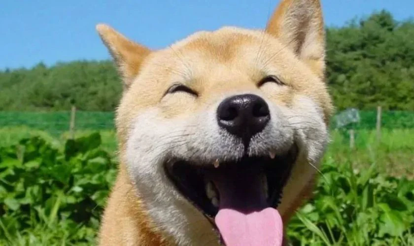 Hình đại diện Full HD, miễn phí đẹp, dễ thương 2025