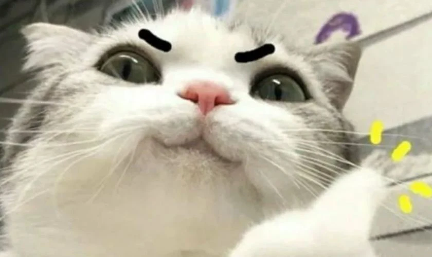 Ảnh meme mèo đa dạng chủ đề 2025