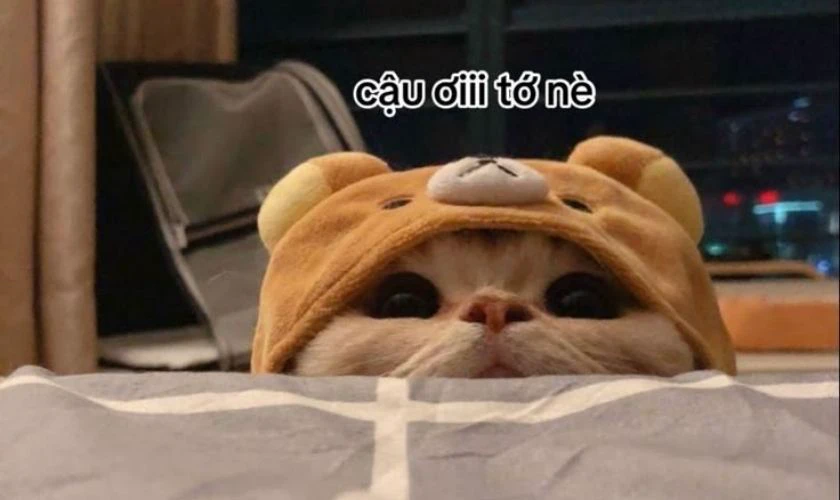 Ảnh meme mèo chủ đề đẹp nhất