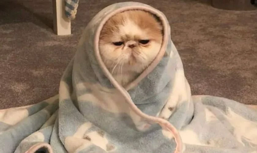 Hình mèo chủ đề đẹp nhất 2025